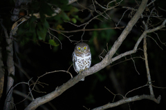 Glaucidium capense