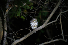 Glaucidium capense