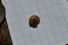 Aegopinella nitidula