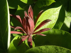 Calycanthus fertilis