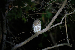 Glaucidium capense