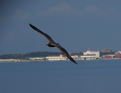 Larus michahellis