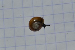 Aegopinella nitidula