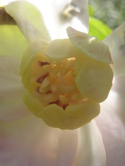 Calycanthus chinensis