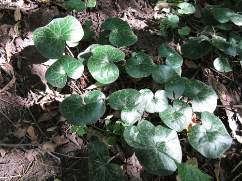 Asarum europaeum