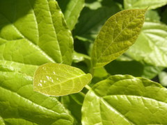 Calycanthus chinensis