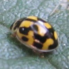 Propylea quatuordecimpunctata