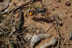 Myrmecia mandibularis