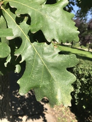 Quercus macrocarpa