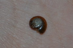 Aegopinella nitidula