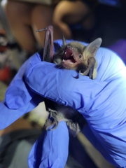 Myotis velifer