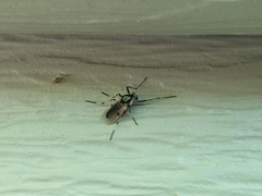 Coelotanypus tricolor