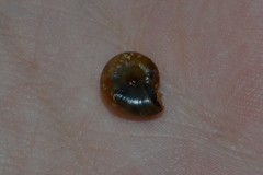 Aegopinella nitidula