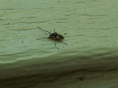 Coelotanypus tricolor