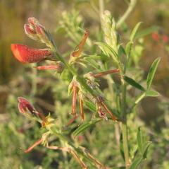 Indigofera candicans