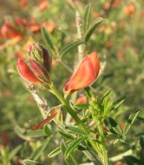 Indigofera candicans