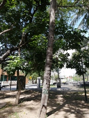 Cocos nucifera