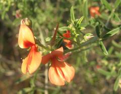 Indigofera candicans