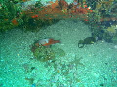 Chrysoblephus laticeps