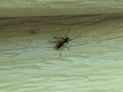 Coelotanypus tricolor