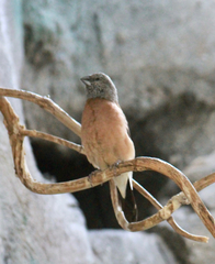 Spermestes griseicapilla