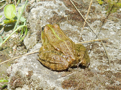 Pelophylax