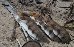 Tyto alba poensis