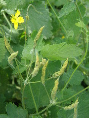 Chelidonium majus