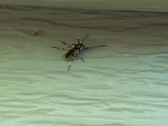 Coelotanypus tricolor