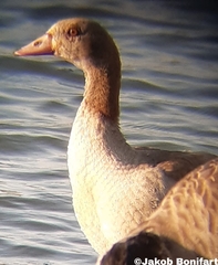 Alopochen aegyptiaca