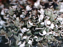 Cladonia strepsilis