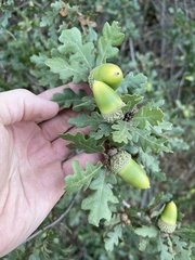 Quercus × macdonaldii