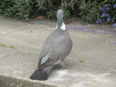 Columba palumbus