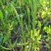 Salicornia ambigua - Photo (c) Jochen Essig,  זכויות יוצרים חלקיות (CC BY-NC), הועלה על ידי Jochen Essig