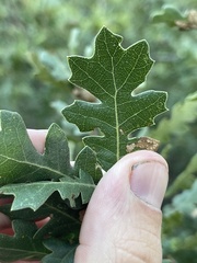 Quercus × macdonaldii