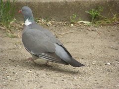 Columba palumbus