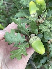 Quercus × macdonaldii