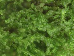 Microlejeunea ulicina