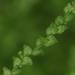 Lejeuneaceae - Photo (c) martina_poeltl,  זכויות יוצרים חלקיות (CC BY-NC), הועלה על ידי martina_poeltl
