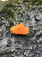 Trametes cinnabarina