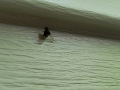 Chrysopilus basilaris