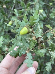 Quercus × macdonaldii