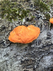 Trametes cinnabarina