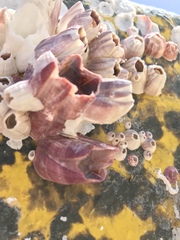 Megabalanus tintinnabulum