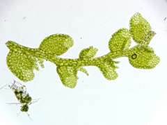 Microlejeunea ulicina