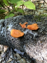 Trametes cinnabarina