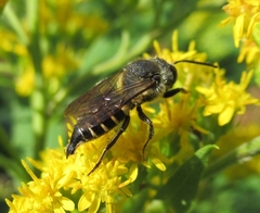 Coelioxys alatus
