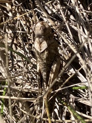 Arphia pseudonietana