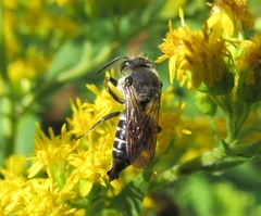Coelioxys alatus