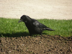 Corvus corone